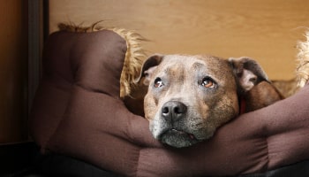 Dog looking sad © RSPCA