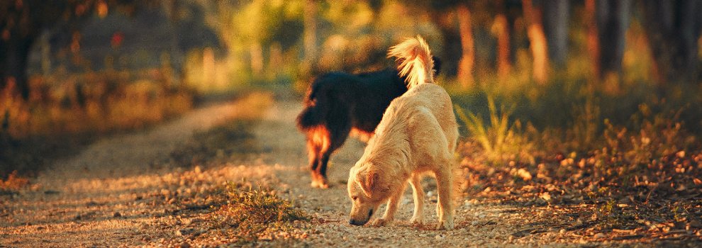 Dog sniffing on a walk