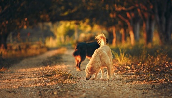 Dog sniffing on a walk