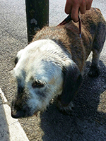 Dog just about survives being left in hot car © RSPCA