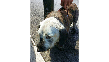 Dog just about survives being left in hot car © RSPCA