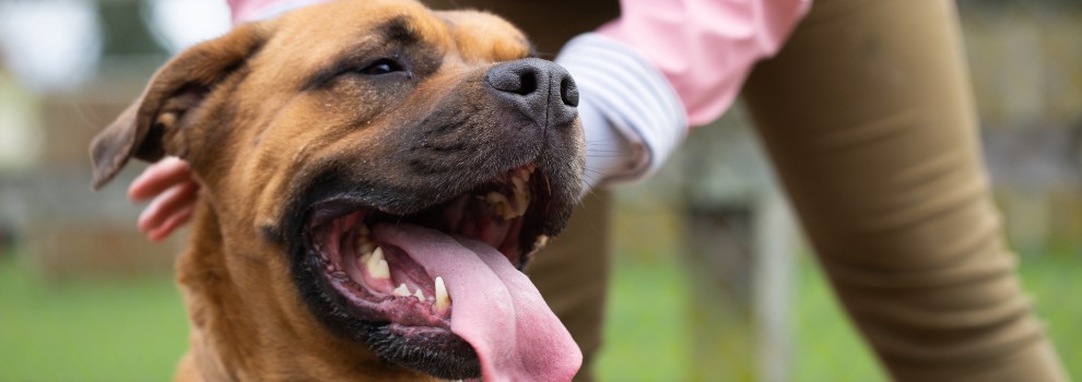 Dog with tongue out © RSPCA