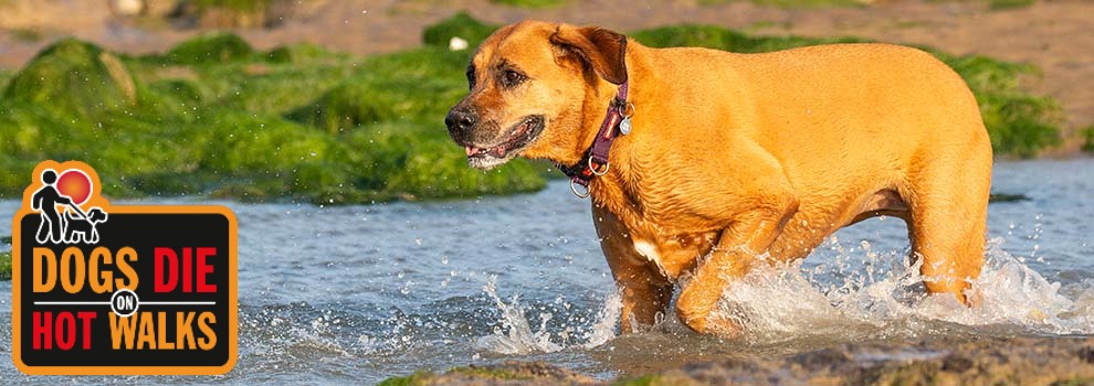Dog walking in water during summer