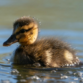 duckling on the water © RSPCA