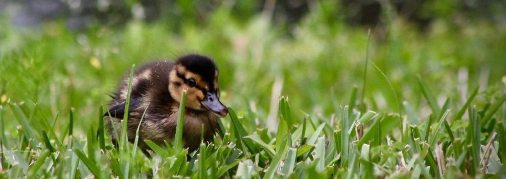 Duckling on grass © Charu Chaturvedi