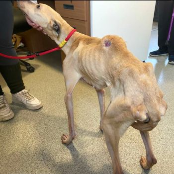 emaciated whippet lurcher cross with ribs showing © RSPCA