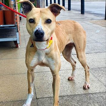 two-year-old lurcher-whippet cross with lead on © RSPCA