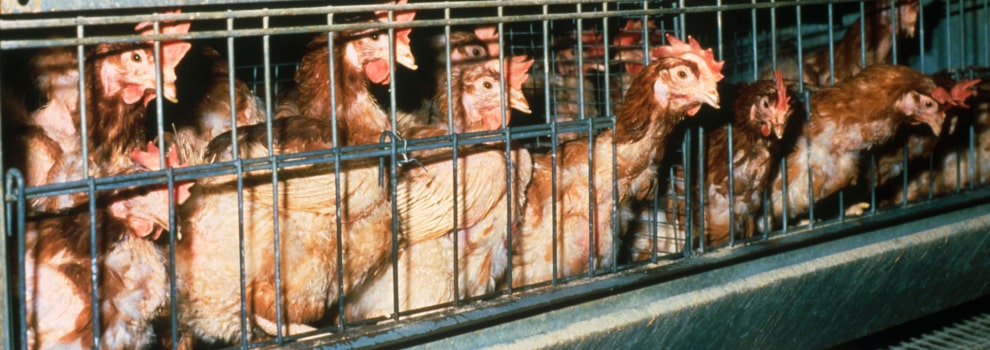 farm animals rspca