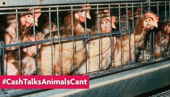 Chickens in battery cages © RSPCA