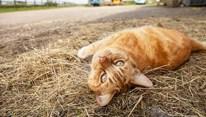 Farm cats need their own space © RSPCA