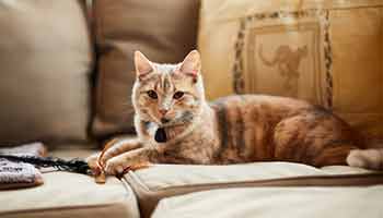 cat lying next to cat toy on sofa