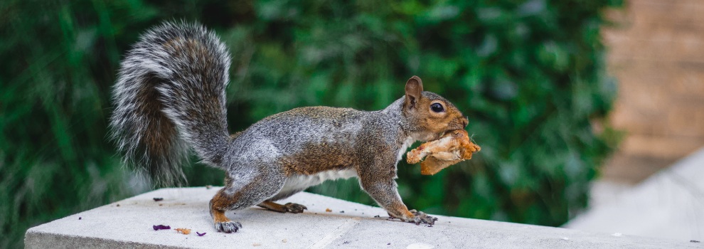 grey squirrel with apple core in mouth © RSPCA