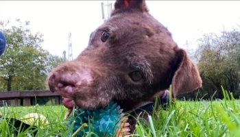 Fig the dog © RSPCA