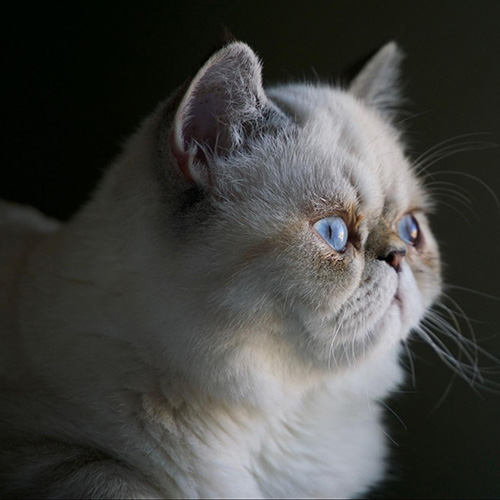 Brachycephalic doesn't only relate to dogs