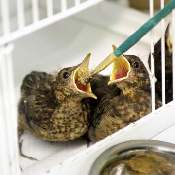 Baby Birds Out of the Nest