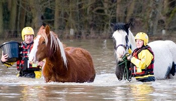 RSPCA Inspectors rescuing stranded horses in flood water