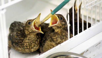 Baby birds feeding © RSPCA