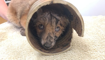 Fox cub stuck in vase © RSPCA