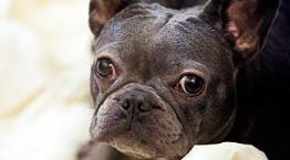 French bulldog