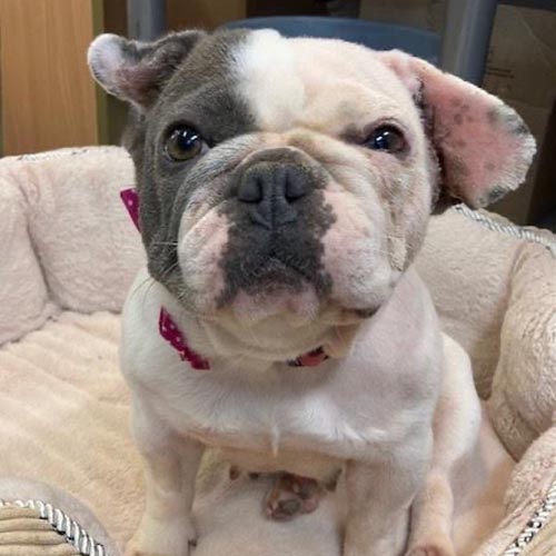 French bulldog left with untreated ear © RSPCA