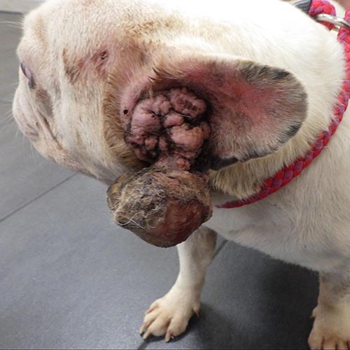 Polyp masses in French bulldogs ear © RSPCA