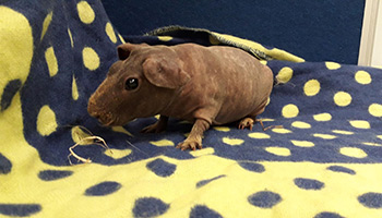 Skinny pig