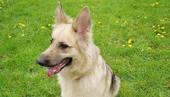 German Shepherd Toyah © RSPCA