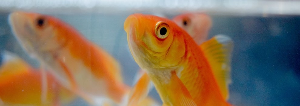 A healthy diet for fish - RSPCA