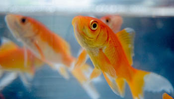 Feeding time for the goldfish in the aquarium © pouria oskuie on Unsplash