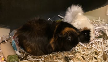 Guinea pigs Lillith ans Effie were ditched © RSPCA