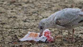 Gull scavenging litter for food