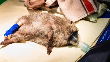 Hedgehog in surgery to amputate toe © RSPCA