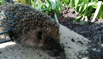 Hedgehog caught in wire netting