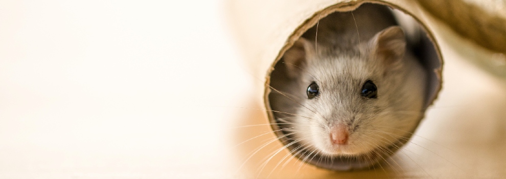 hamster in a cardboard tube © Henry Lai / Unsplash