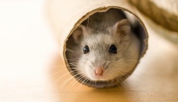 hamster in a cardboard tube © Henry Lai / Unsplash