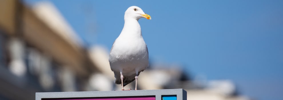 Herring gull (seagull) on sign © RSPCA