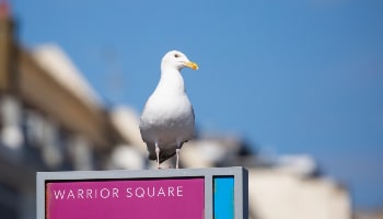 Herring gull perched on a sign