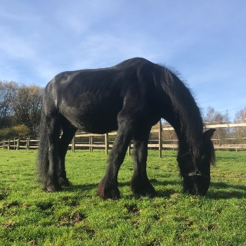 Jet the horse after care photo © RSPCA