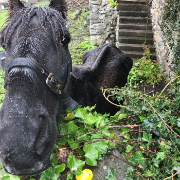 Horse Jet skinny before rescued © RSPCA