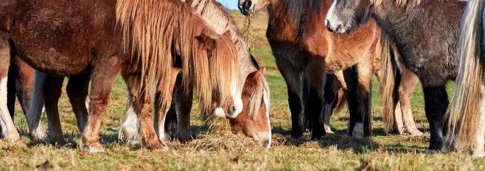 Horses eating in a field © RSPCA