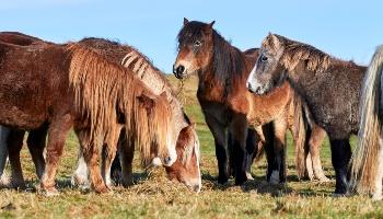 Horses eating in a field