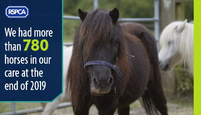Over 780 horses in our care 2019 © RSPCA