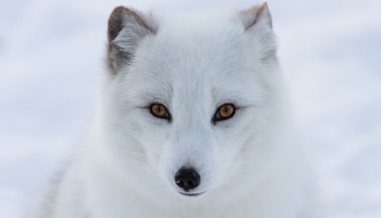 Arctic Fox © iStock