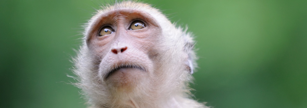 Animal Welfare - Use of Monkeys in Research | RSPCA