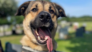 kobe a german shepherd-cross waiting for a new home