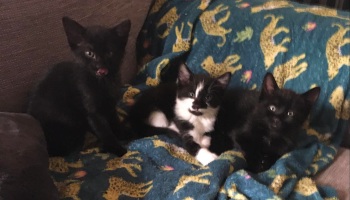 three kittens sitting on sofa © RSPCA