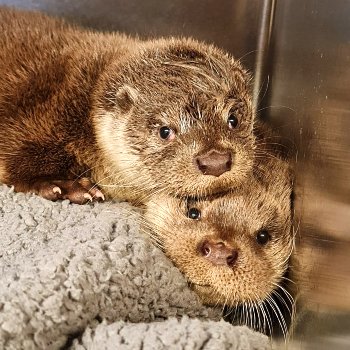 orphan otter pup rescued from tesco delivery van engine