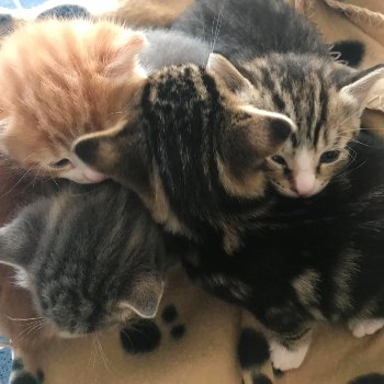 four kittens curled up together © RSPCA
