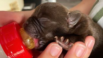 puppy being hand fed using a bottle feeder