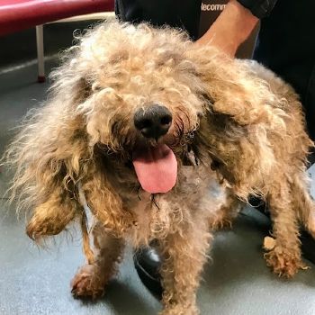 bedlington terrier dog standing showing matted and overgrown fur © RSPCA